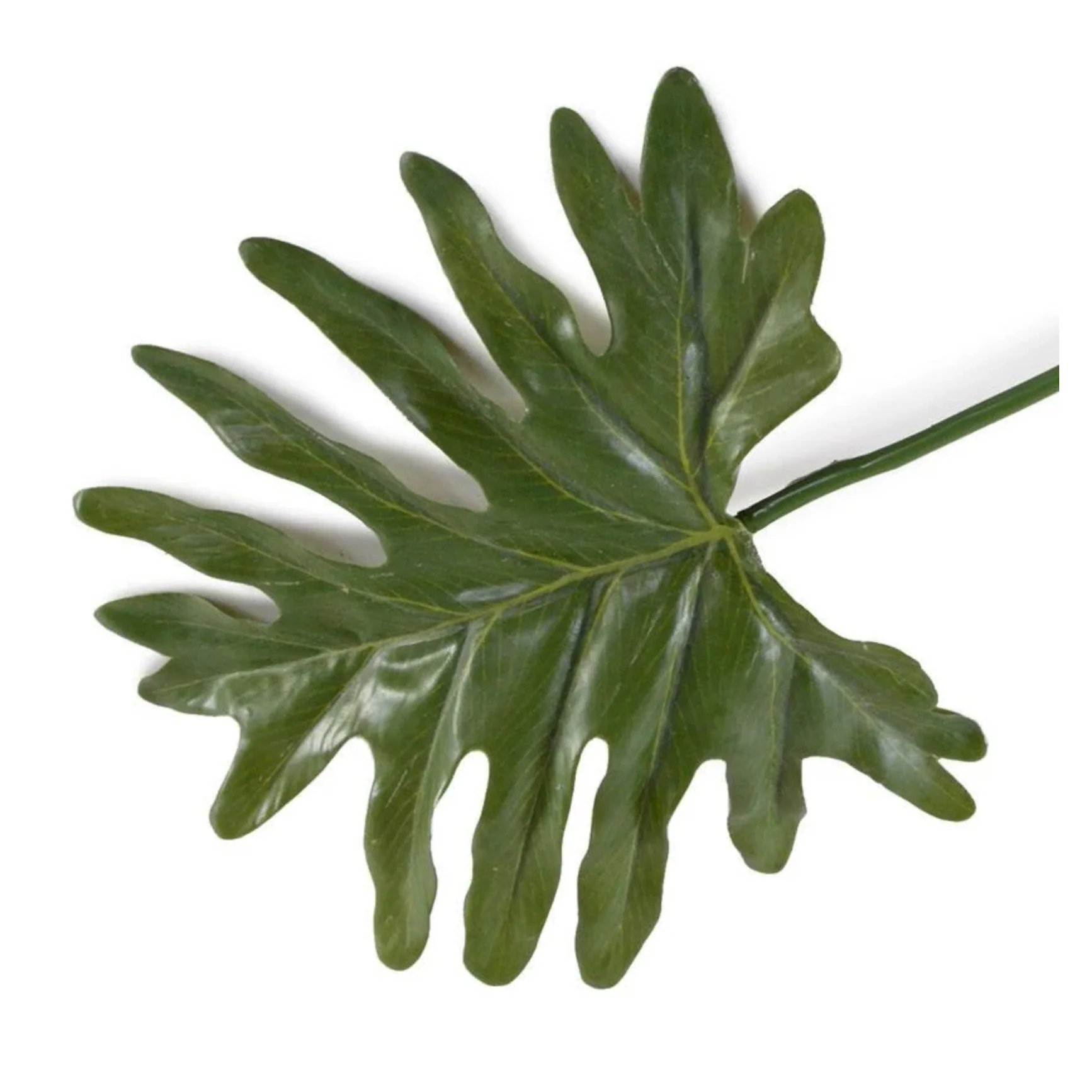 Philodendron Mini Monstera Leaf - Image 2
