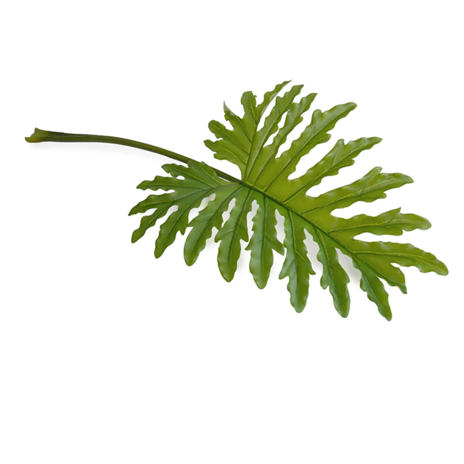 Philodendron Selloum Leaf branch - Image 1