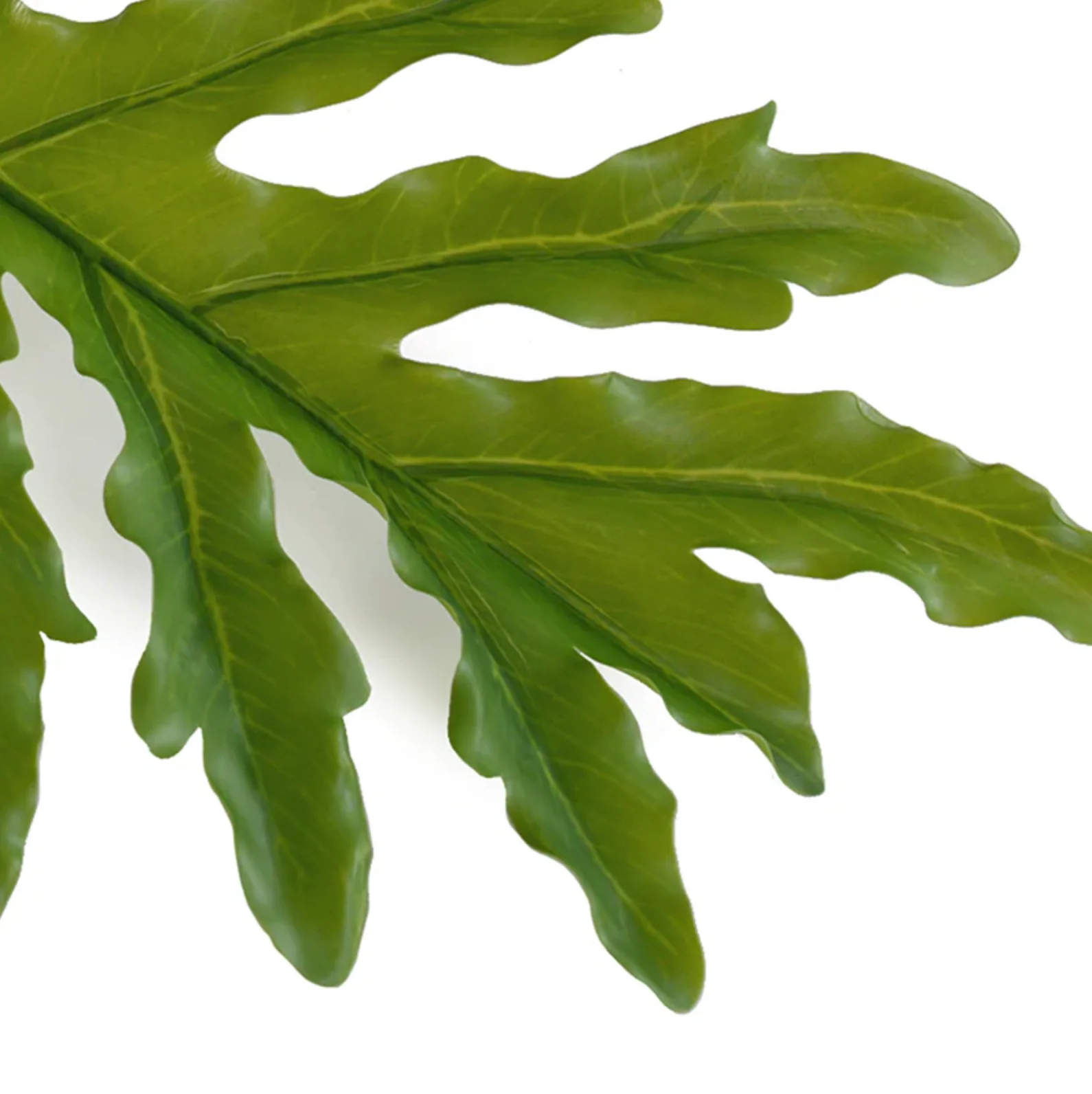 Philodendron Selloum Leaf branch - Image 2