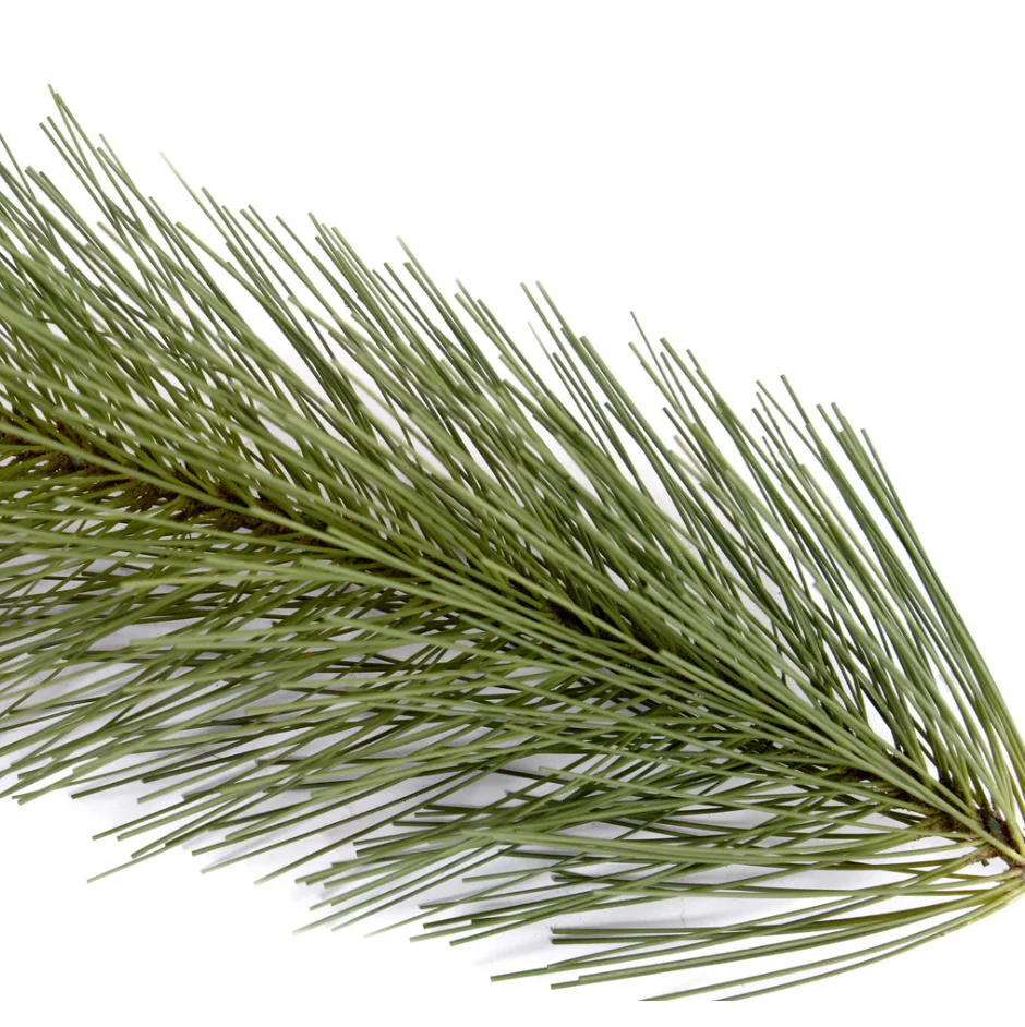 Pine Spray - Image 2
