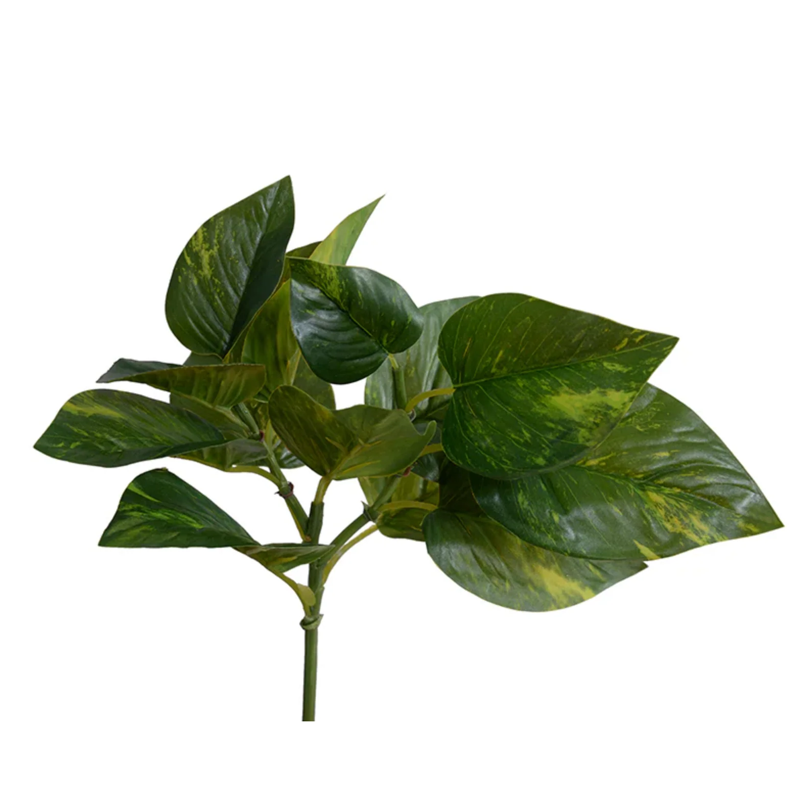 Pothos spray - Image 1