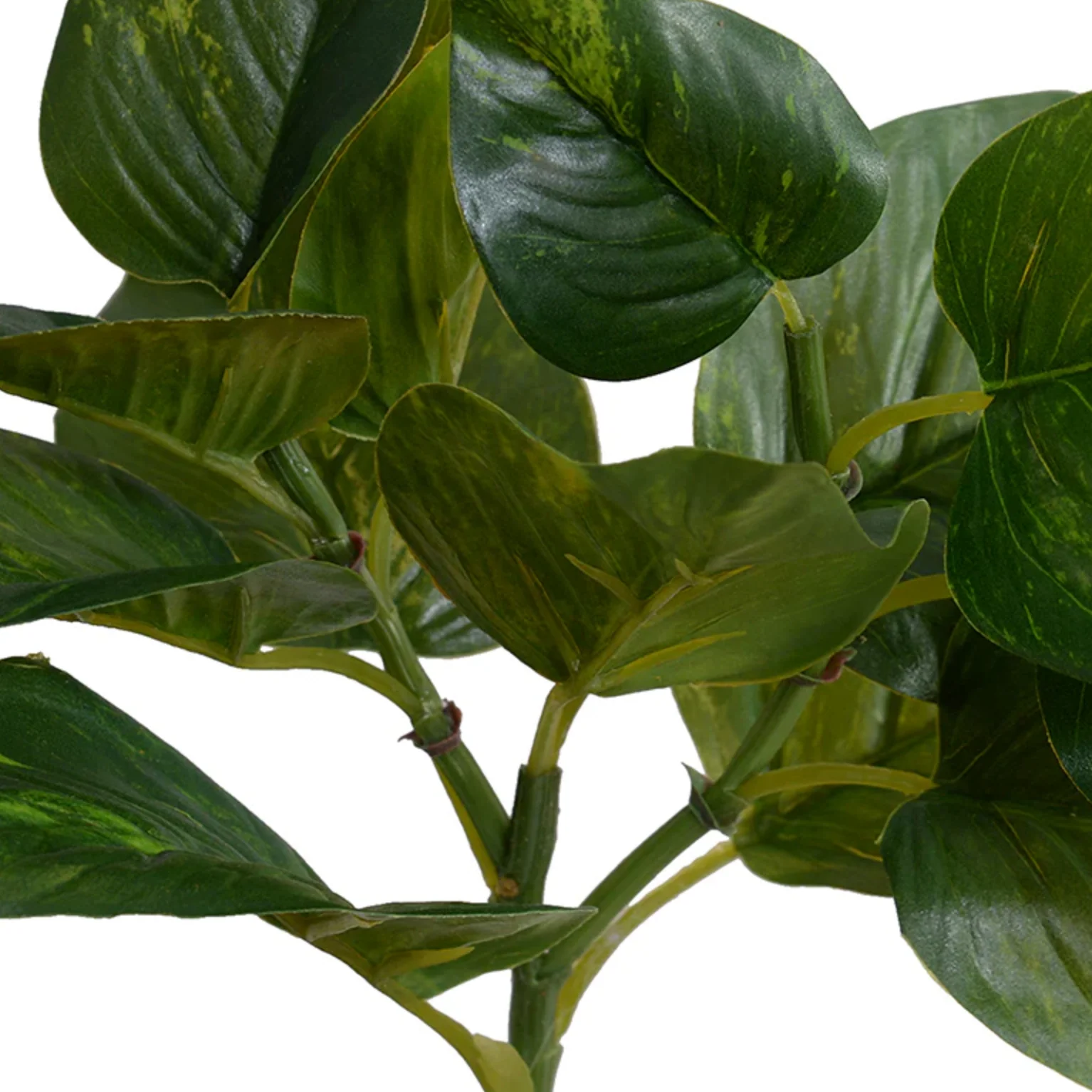 Pothos spray - Image 2