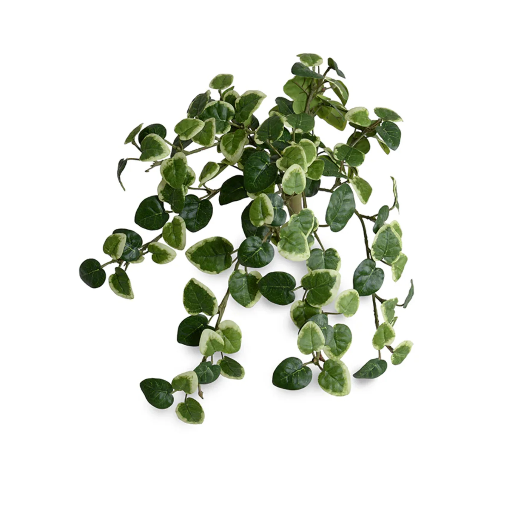 Pumila bush - Image 1