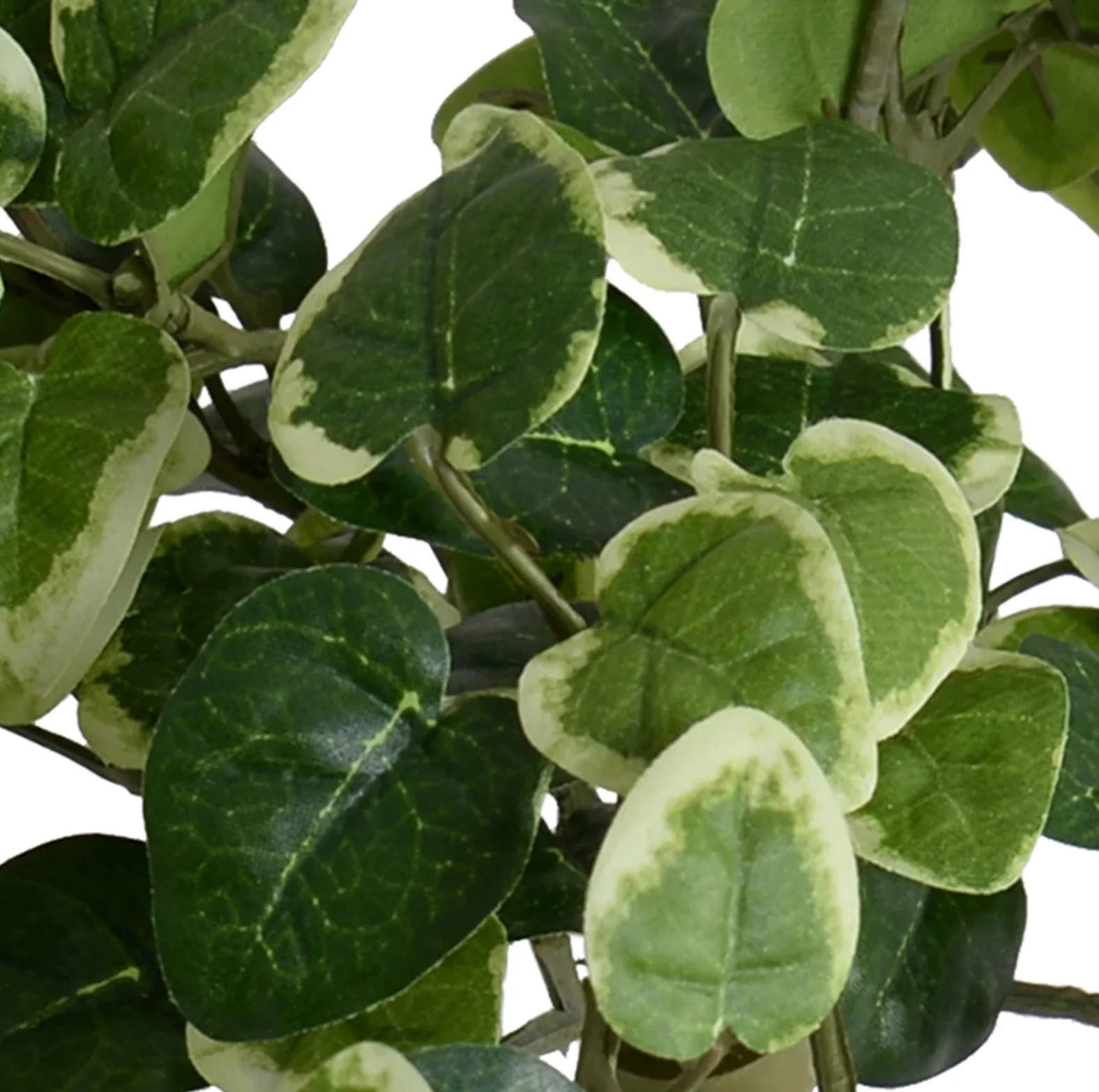 Pumila bush - Image 2