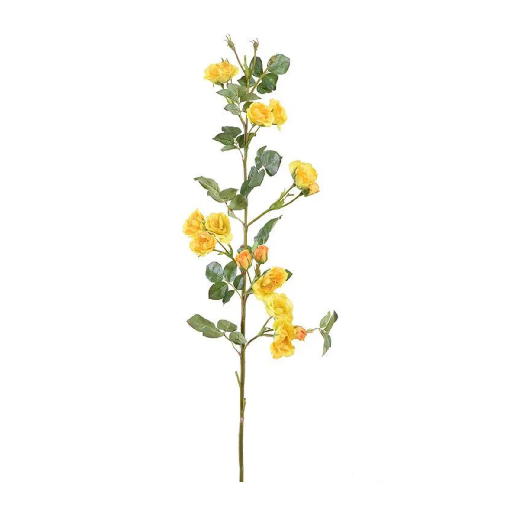 Rose - Image 1