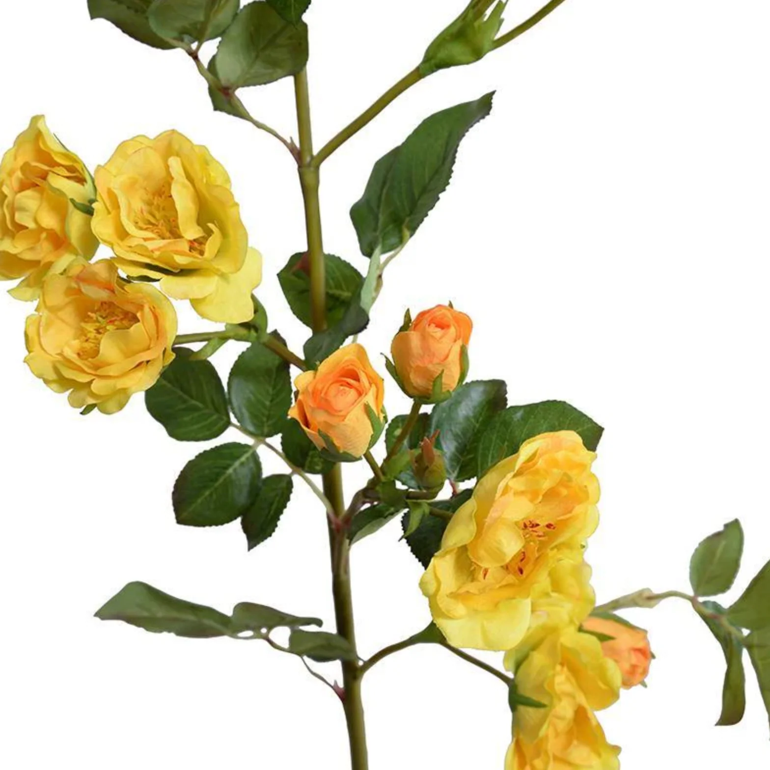 Rose - Image 2