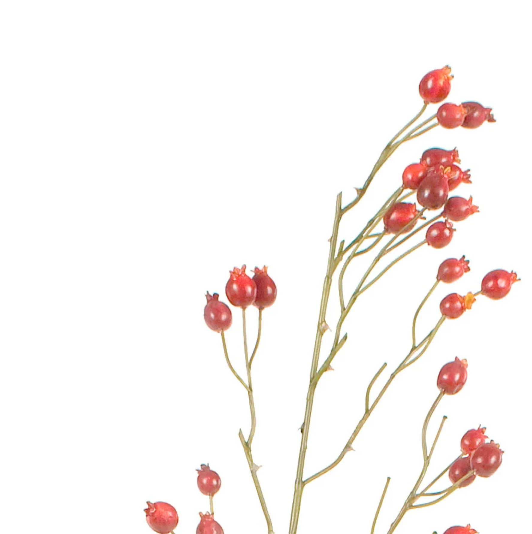 Rosehip Stem - Image 2