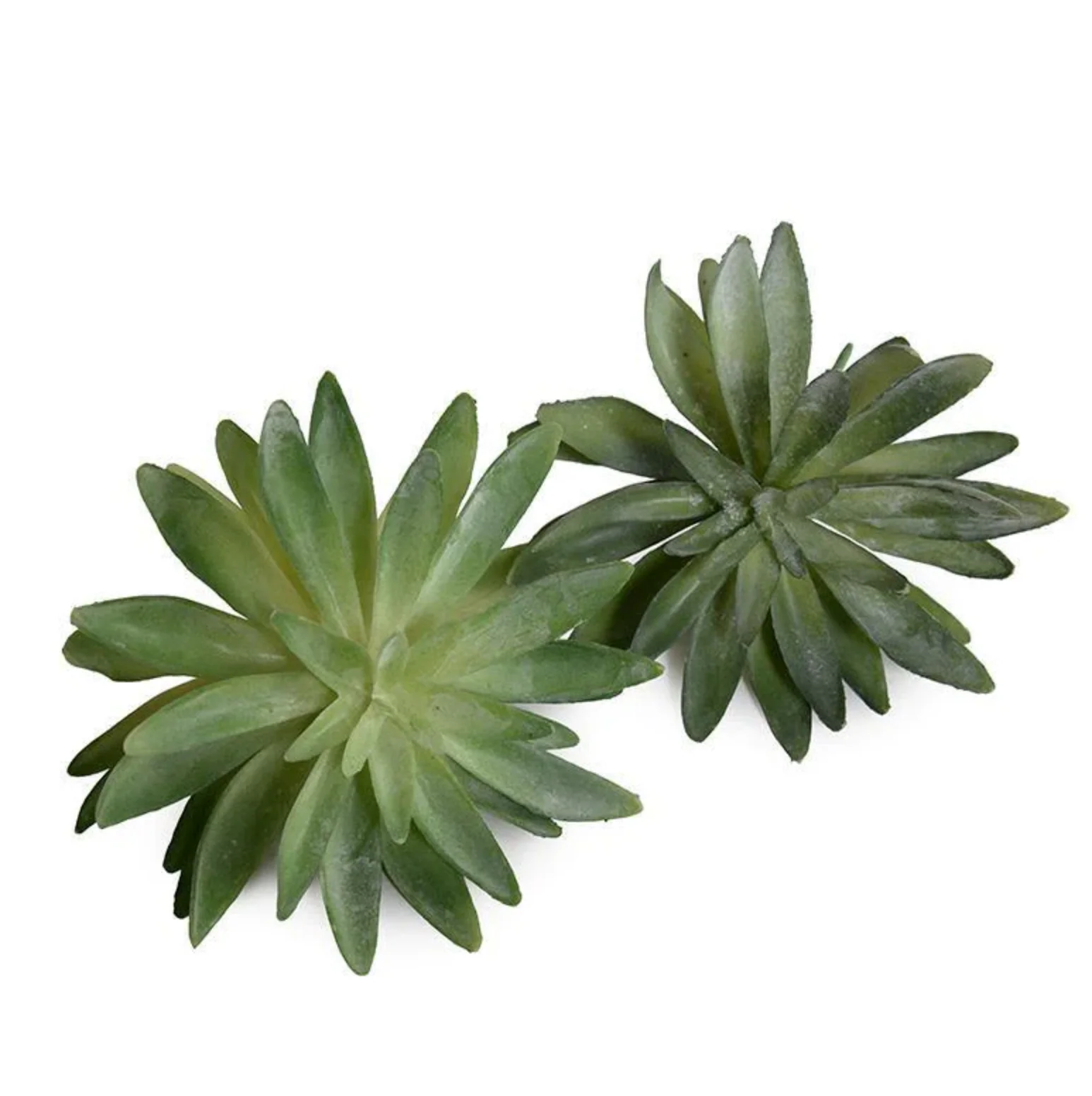 Sedum Succulent - Image 1