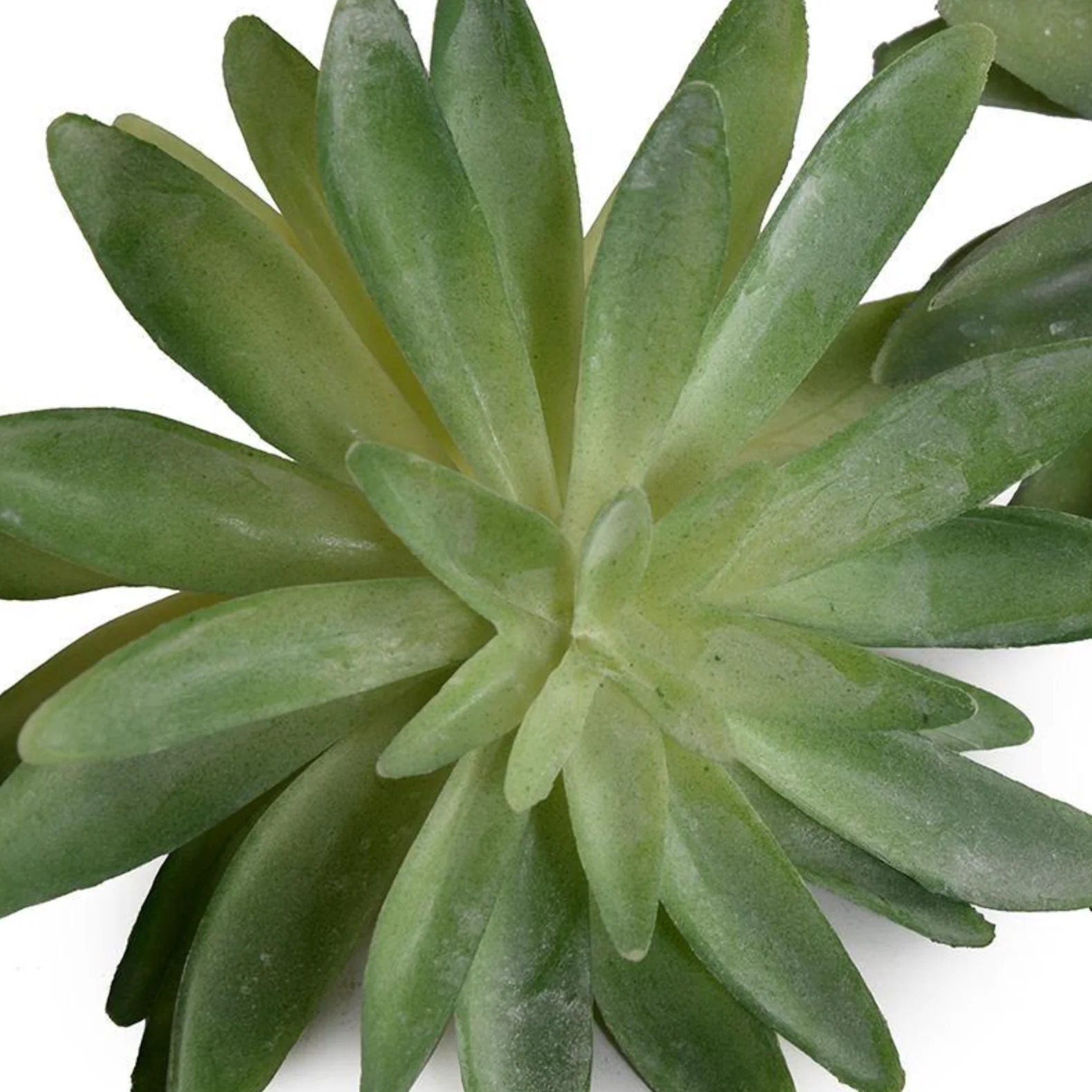 Sedum Succulent - Image 2