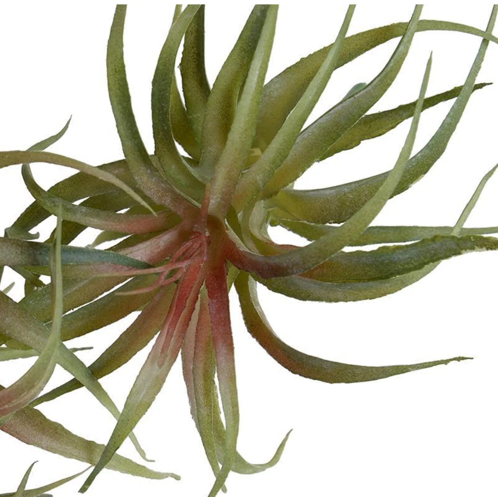 Spider Succulent - Image 2