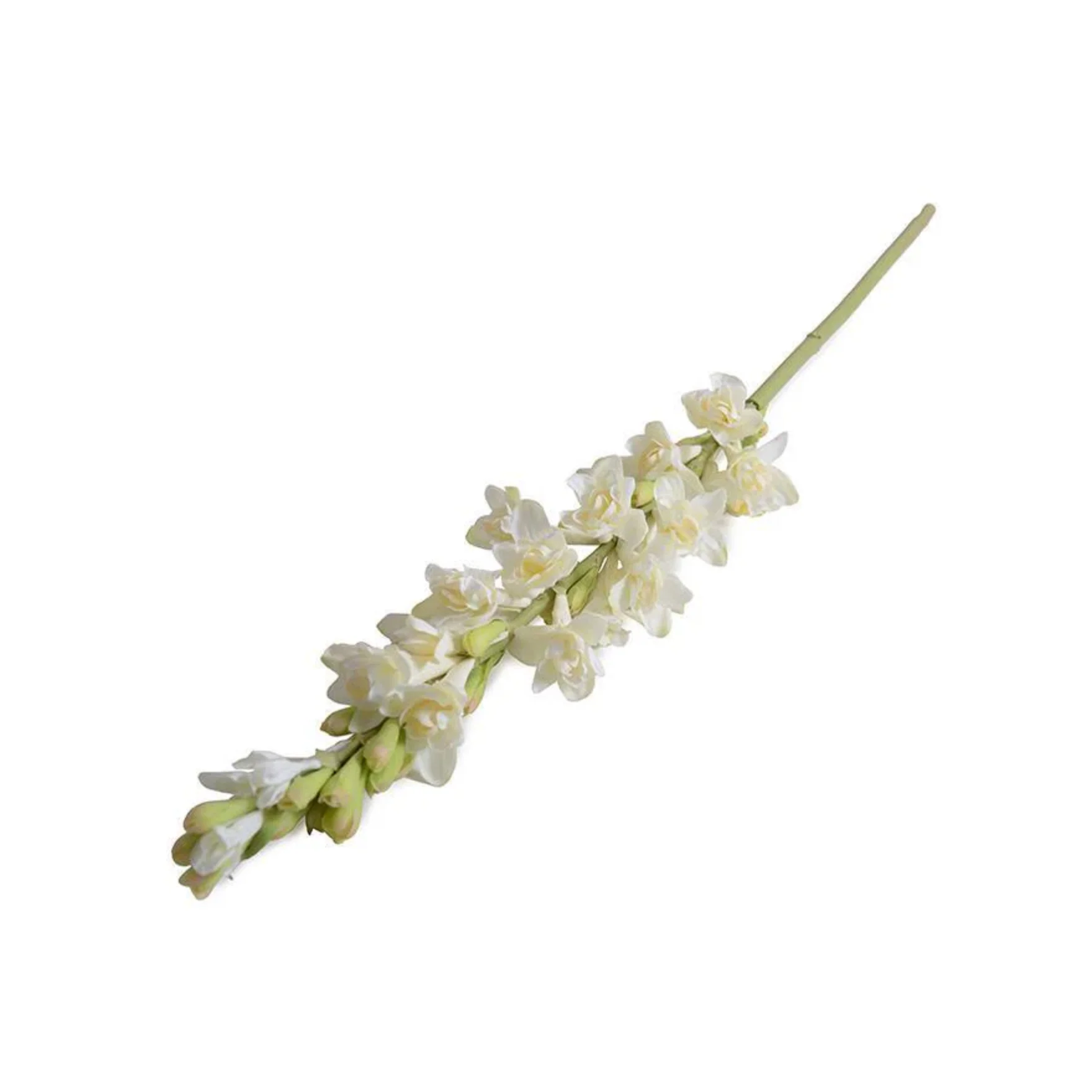 Tuberose flower stem - Image 1