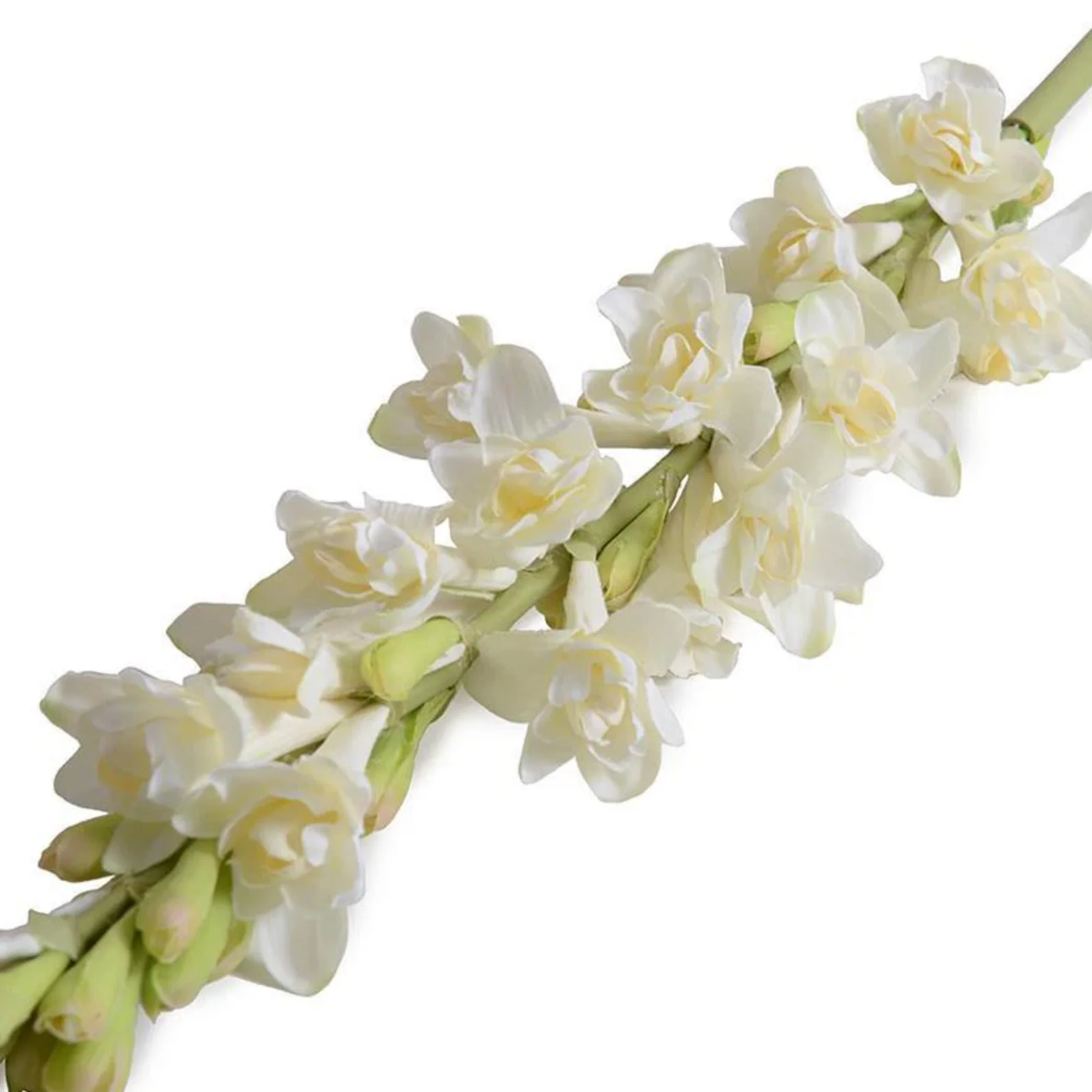 Tuberose flower stem - Image 2