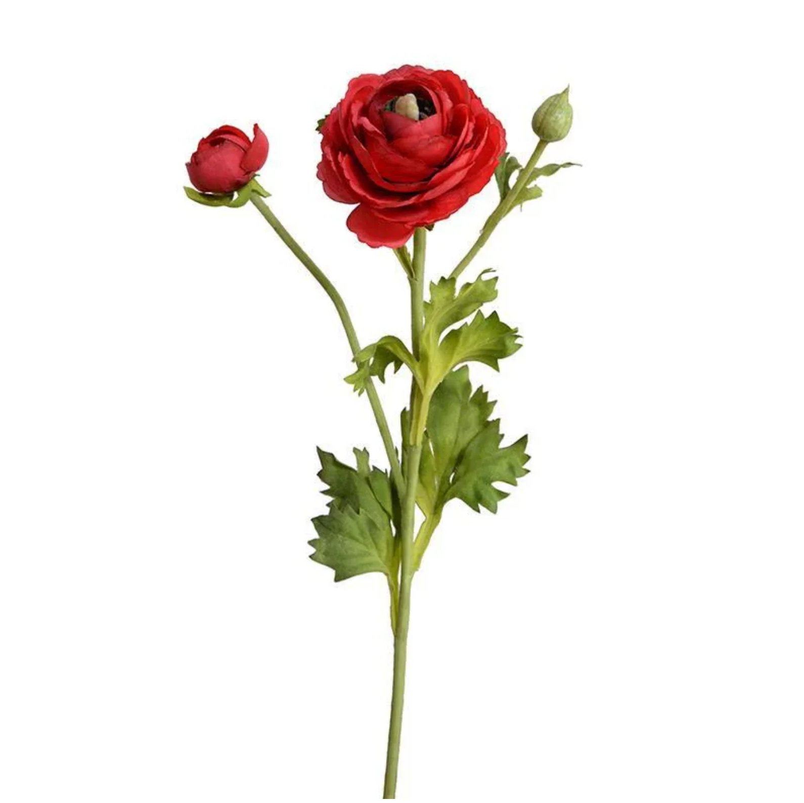Ranunculus Spray - Image 3