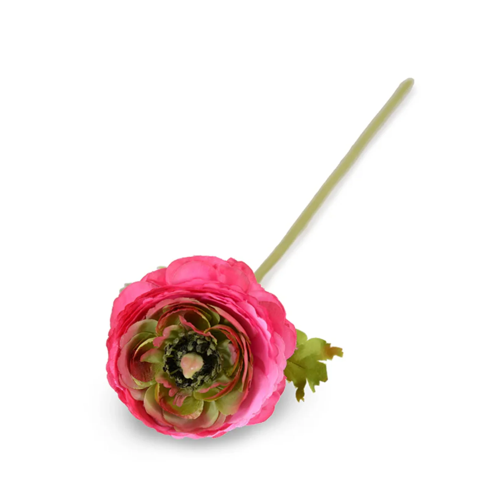 Ranunculus Stem - Image 3