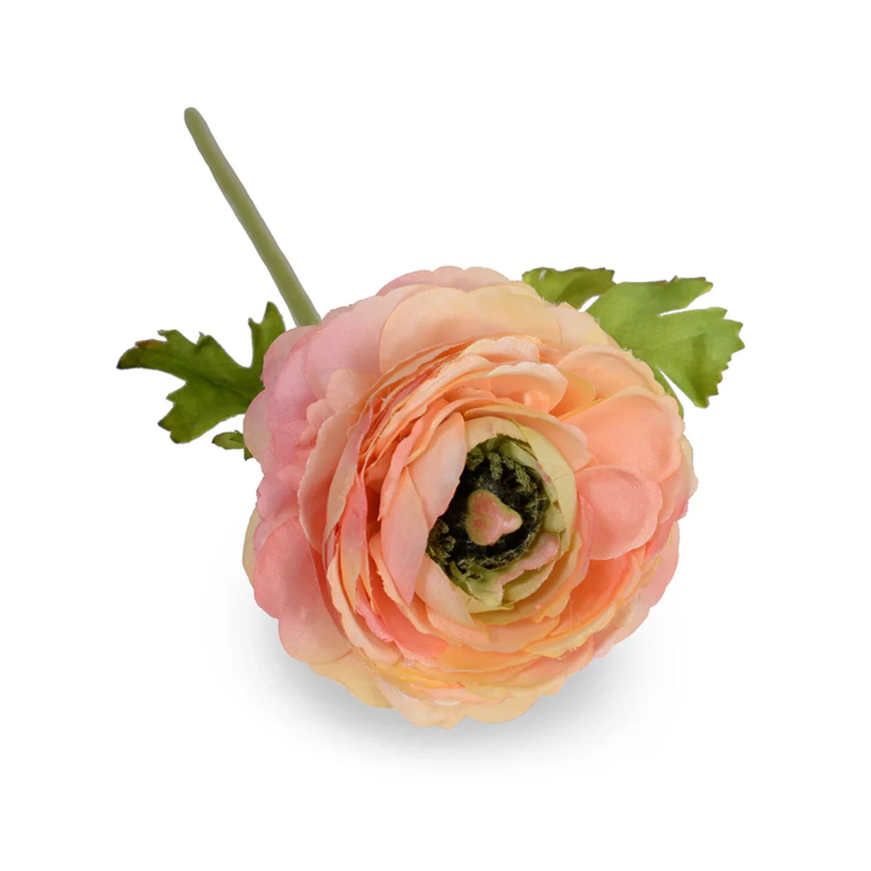 Ranunculus Stem - Image 2