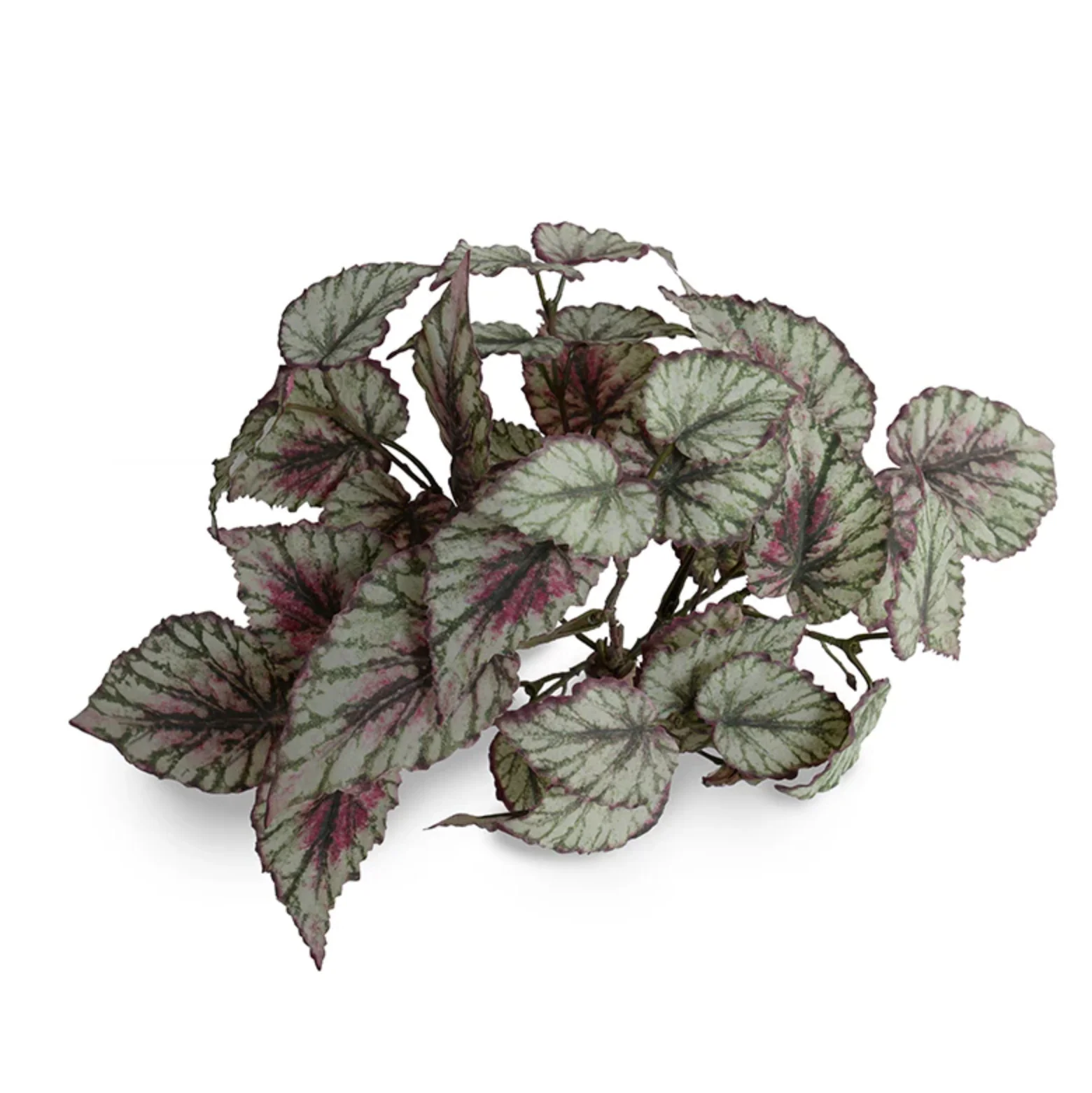 Rex Begonia bush - Image 1