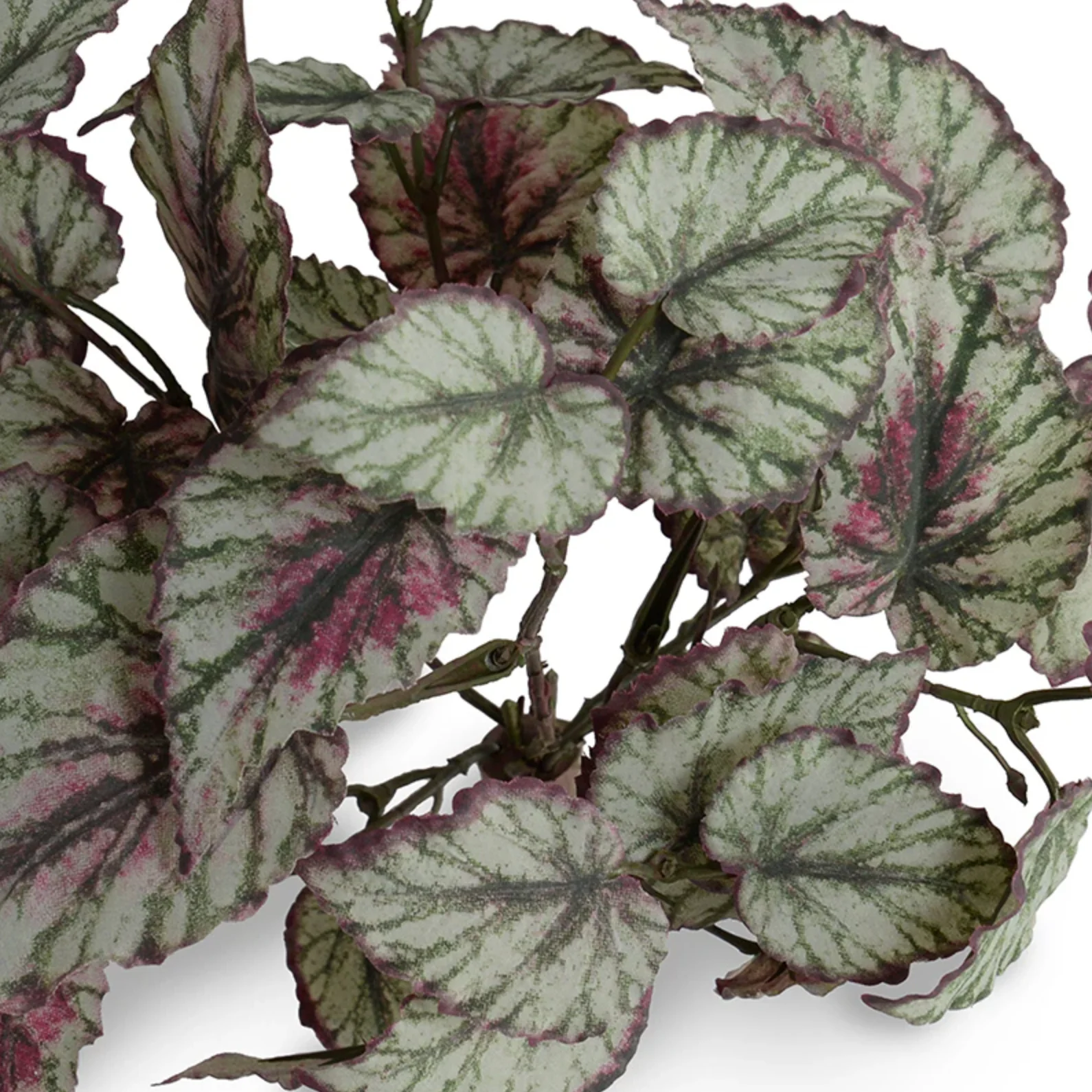 Rex Begonia bush - Image 2