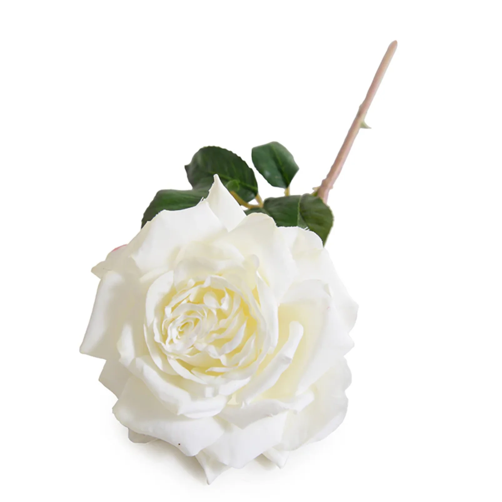 Rose "Dutchess" Stem - Image 1