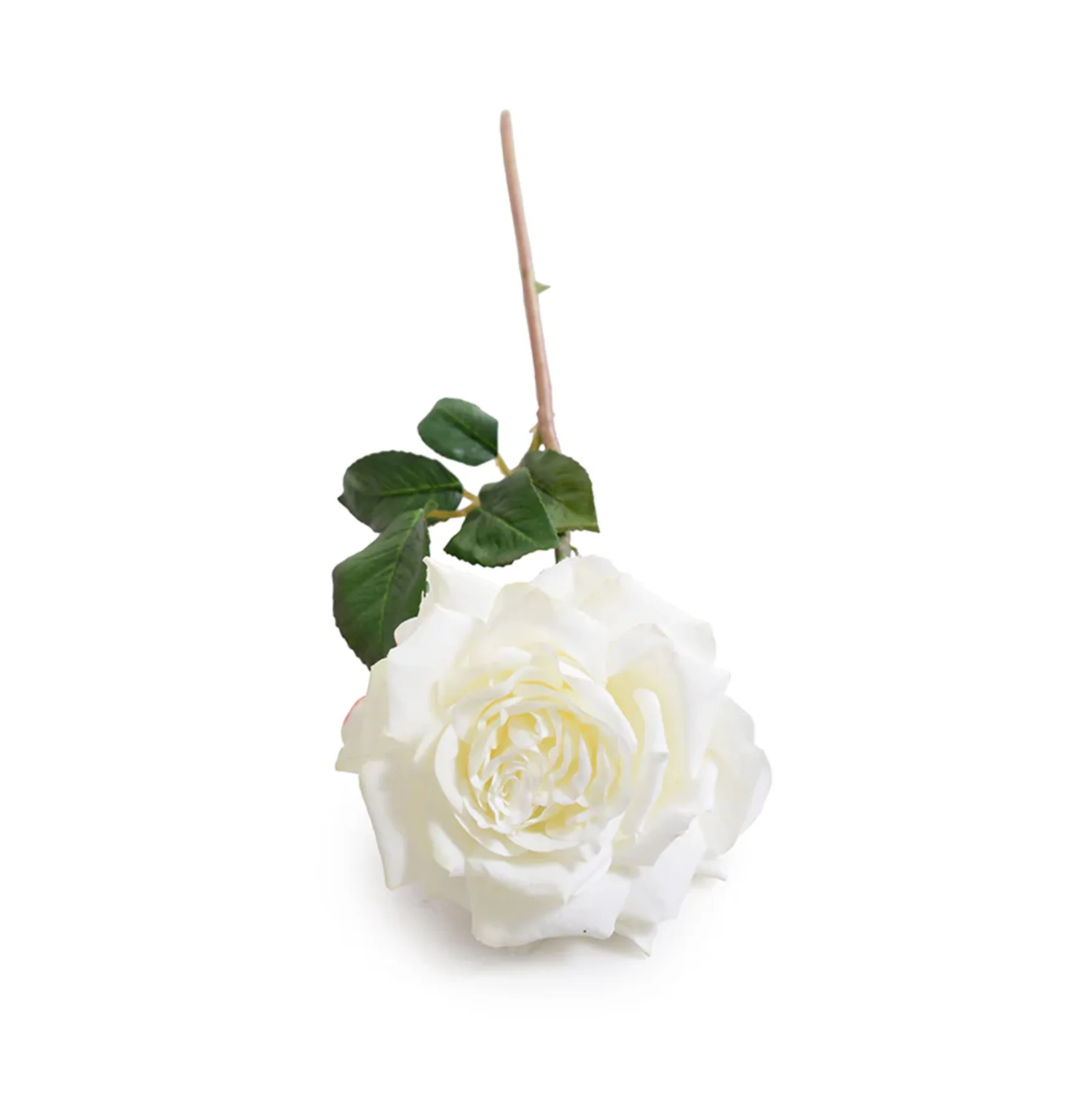 Rose "Dutchess" Stem - Image 2