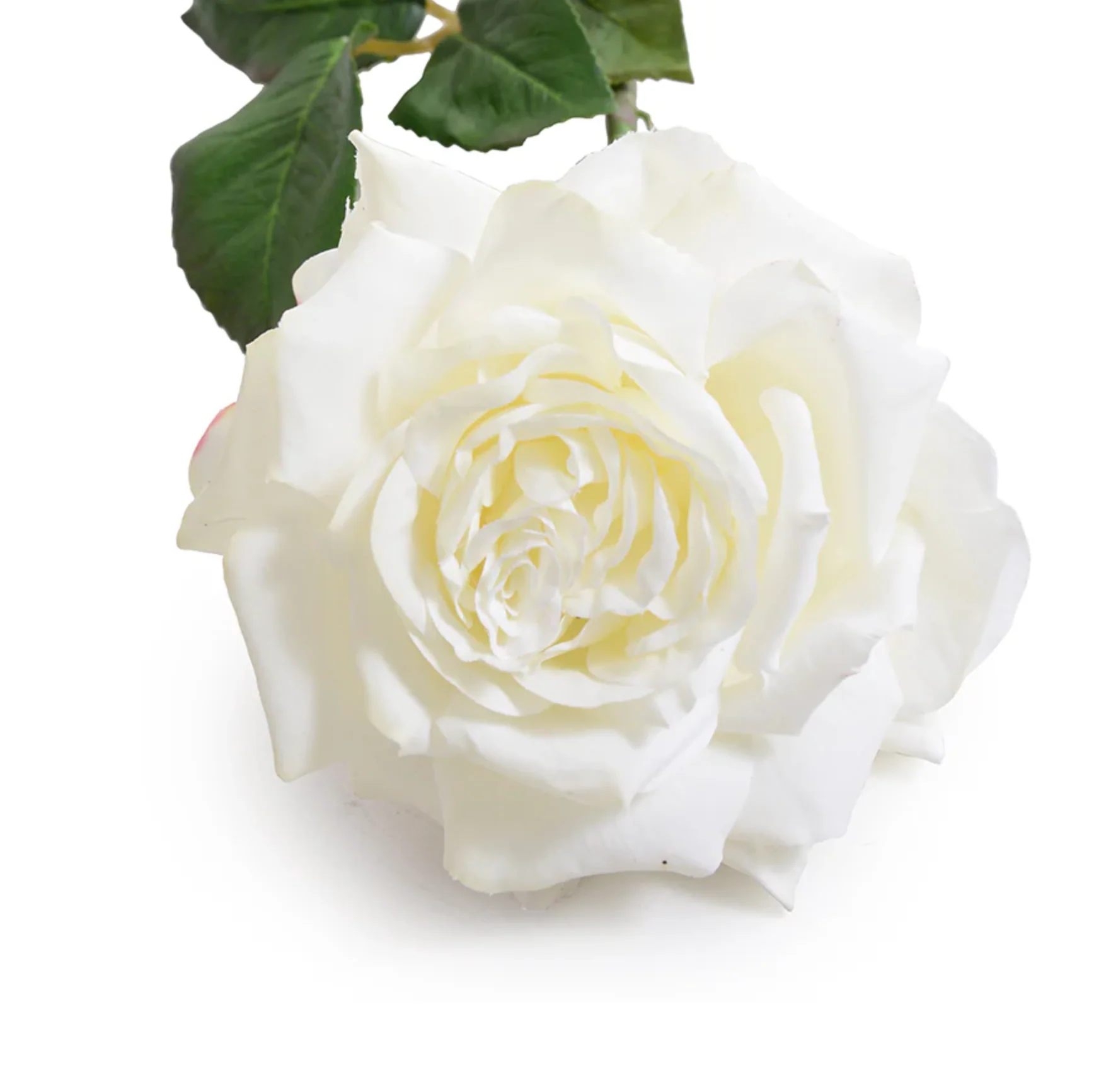 Rose "Dutchess" Stem - Image 3