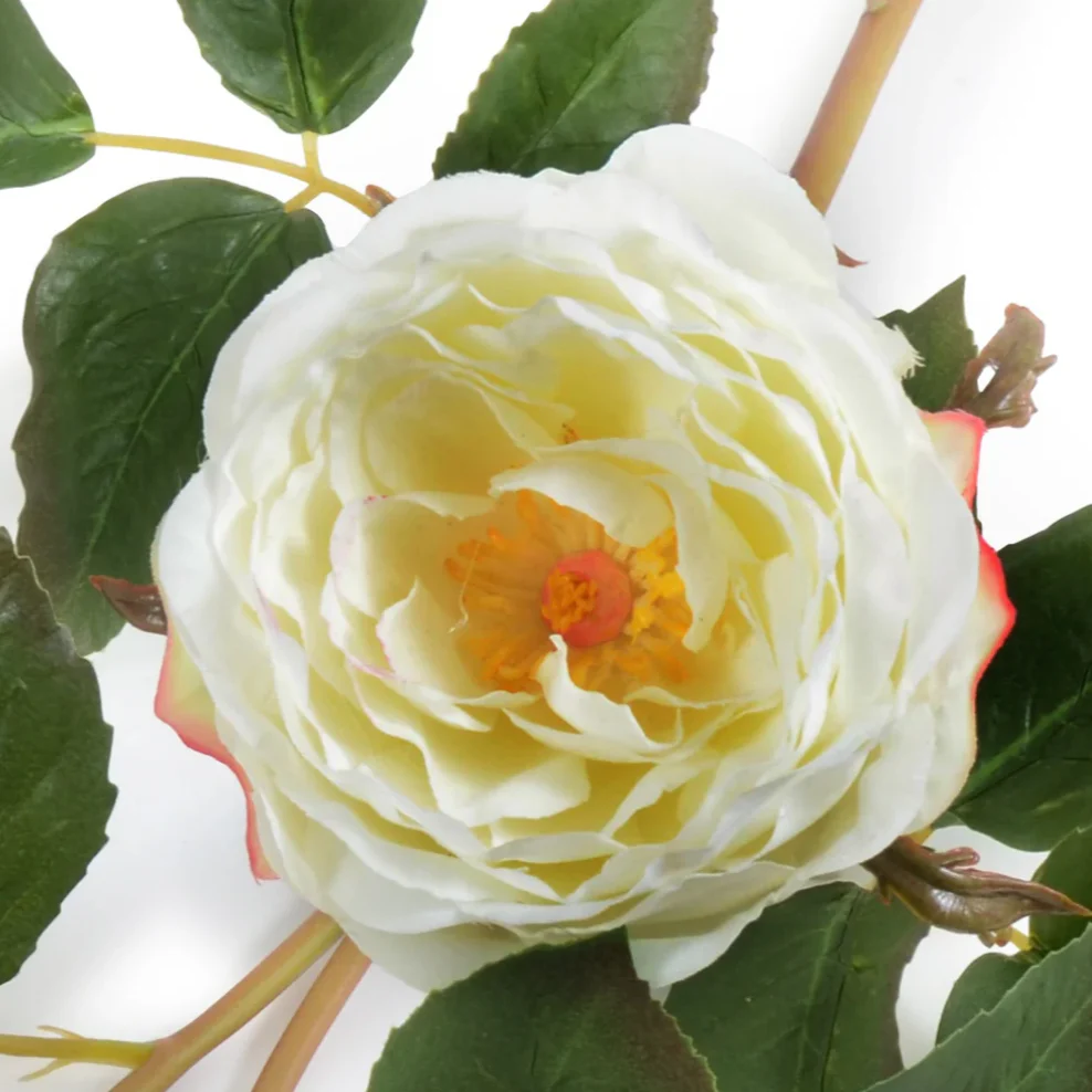 Rose Bud Stem - Image 2