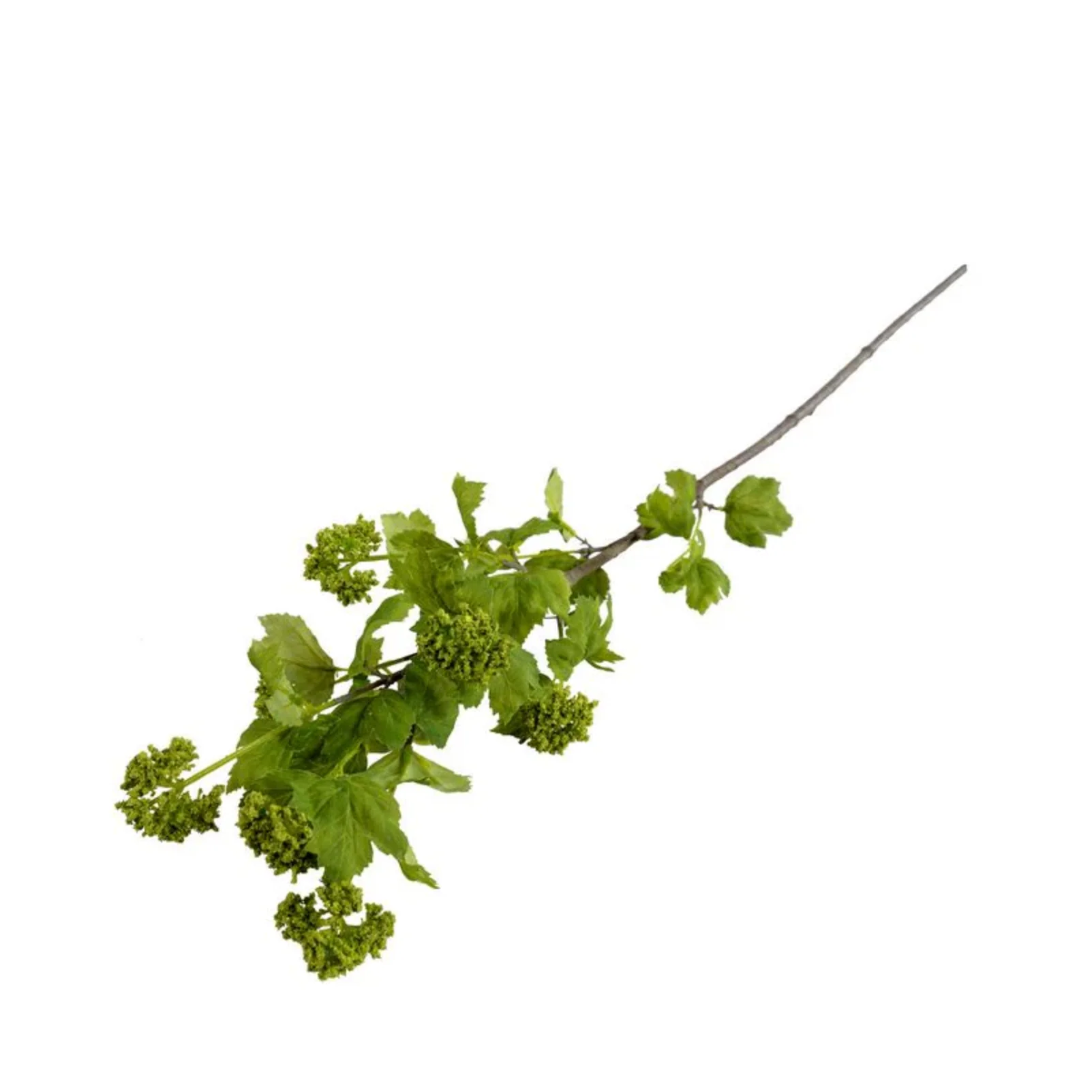 Viburnum Spray - Image 1