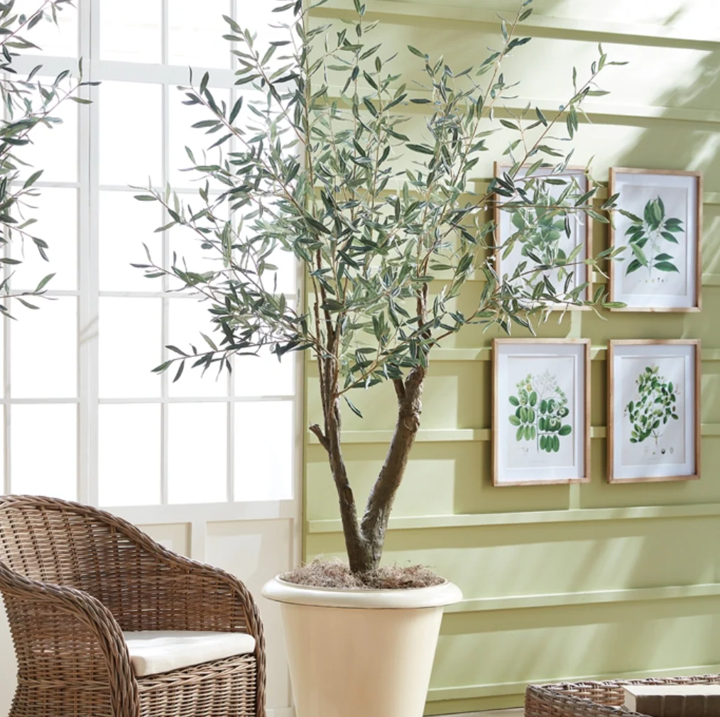 Olive Tree | Grand | 6' | Floor Model - Image 2