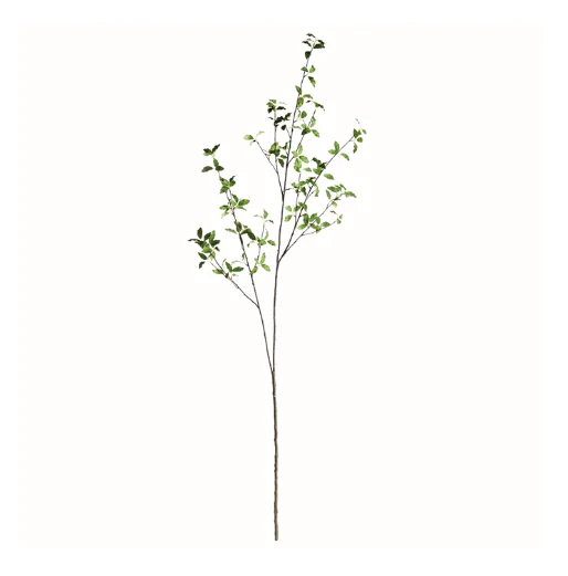 PITTOSPORUM BRANCH 78″