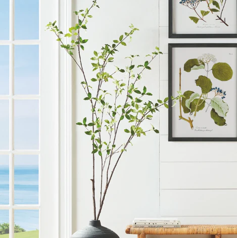 PITTOSPORUM BRANCH 78" - Image 2