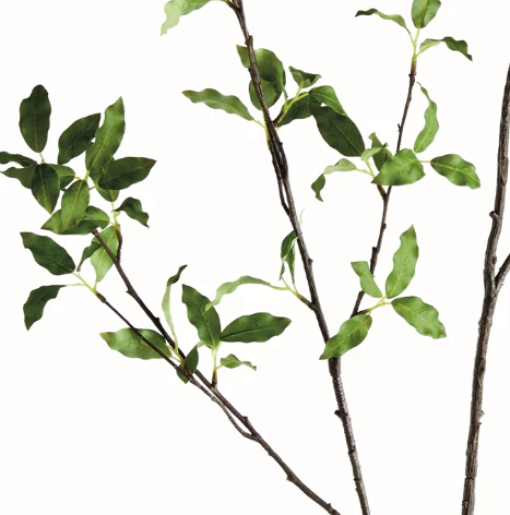 PITTOSPORUM BRANCH 78" - Image 3