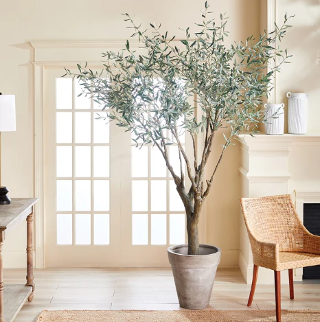 Olive Tree | Grand | 8' | Floor Model - Image 2
