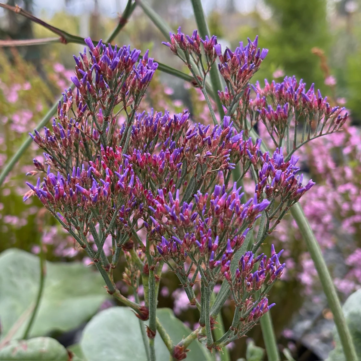 Sea Lavender - Image 1