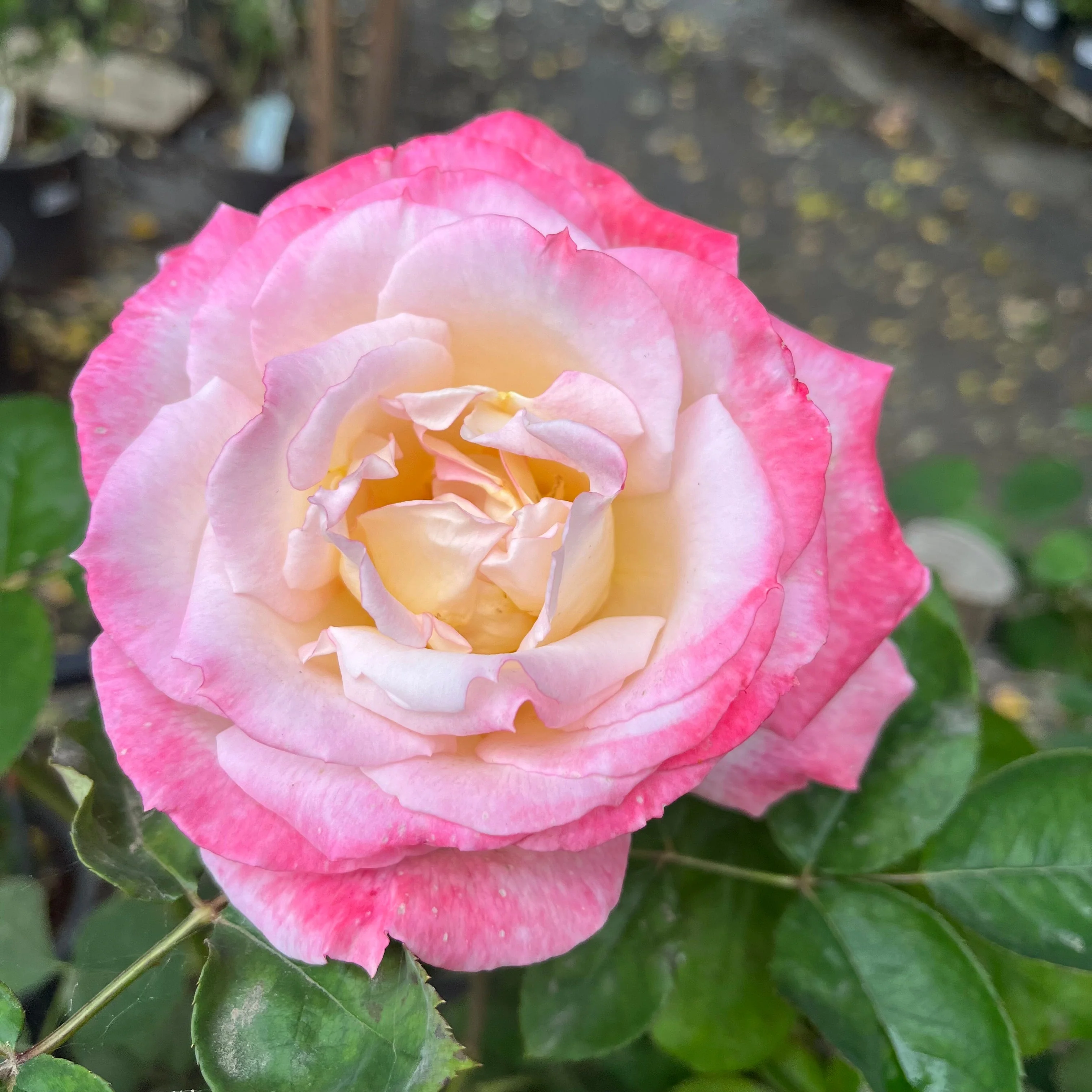 Secret Hybrid Tea Rose - Image 1