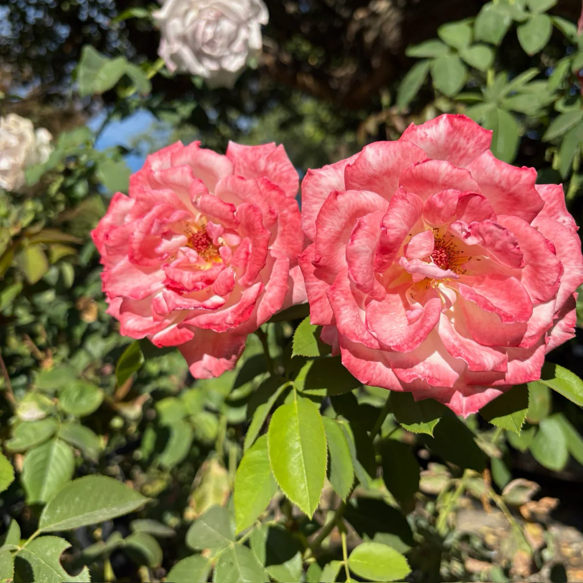 Secret Hybrid Tea Rose - Image 2