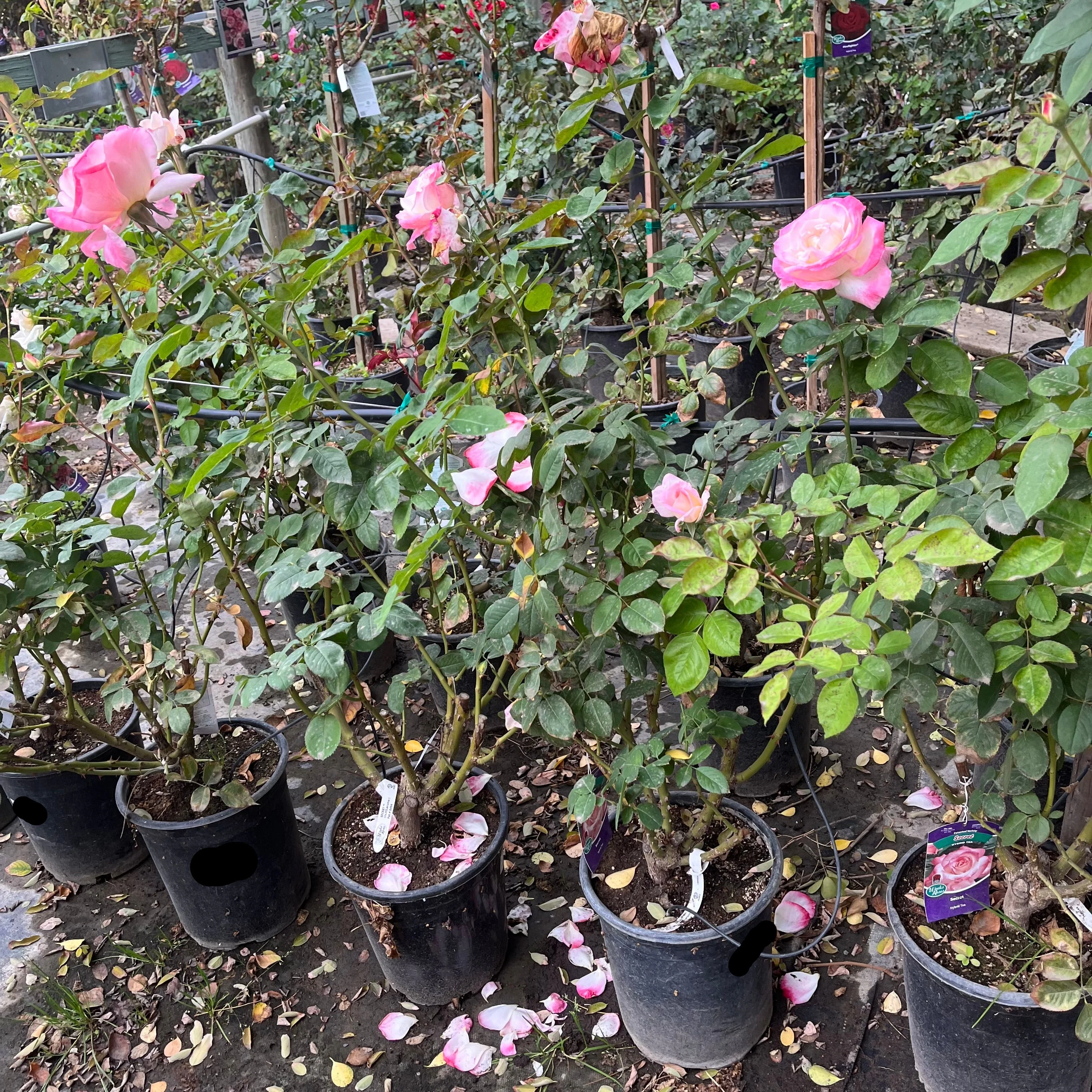 Secret Hybrid Tea Rose - Image 3