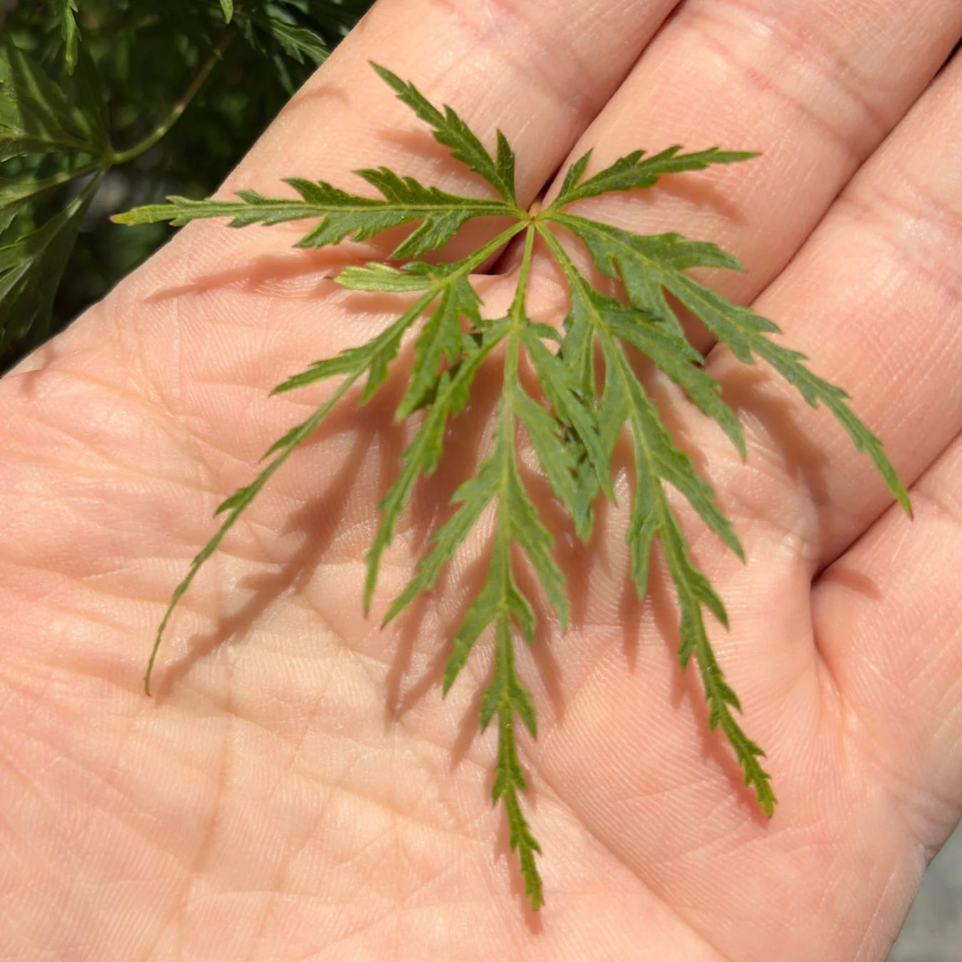 Seiryu Lace Japanese Maple - Image 1