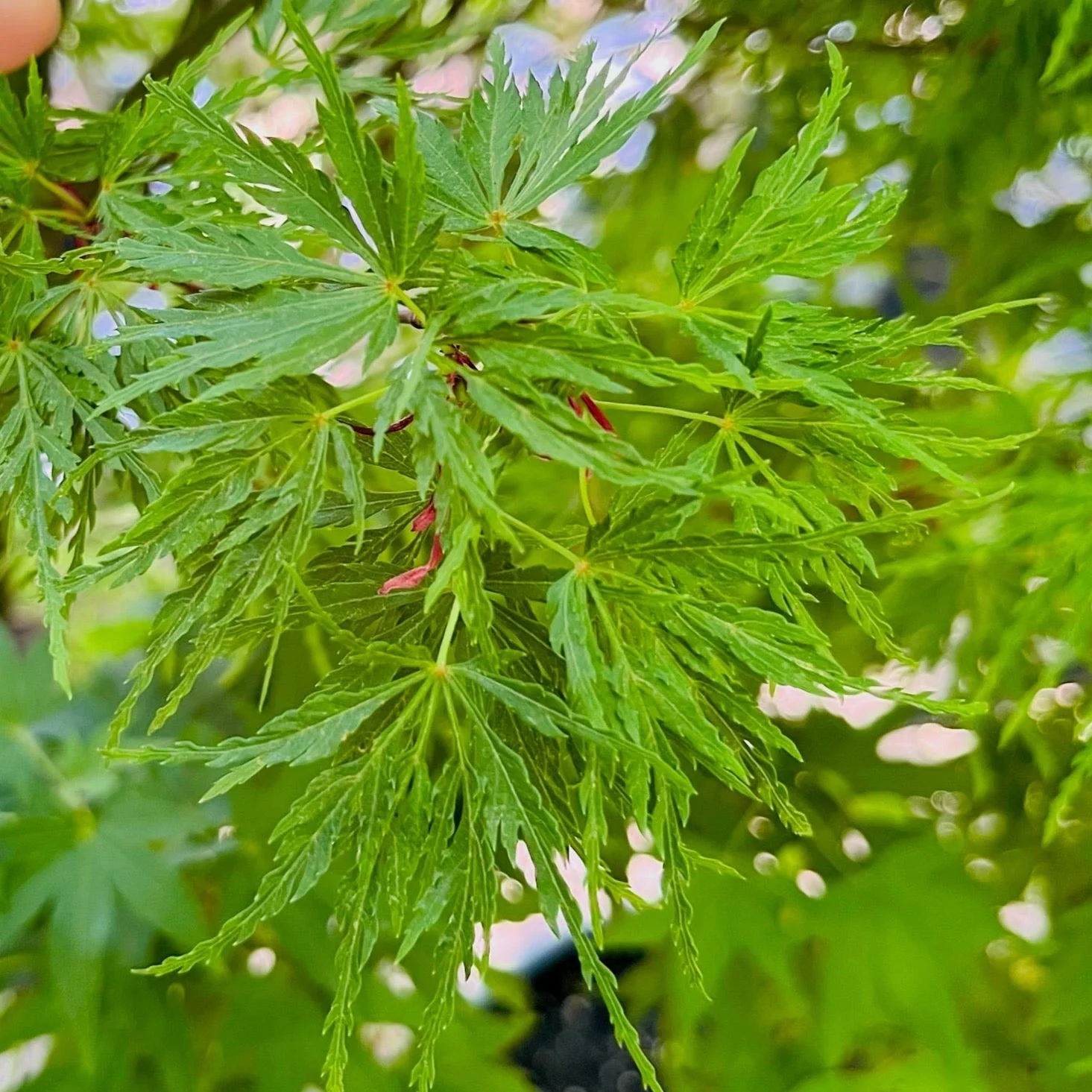 Seiryu Lace Japanese Maple - Image 3