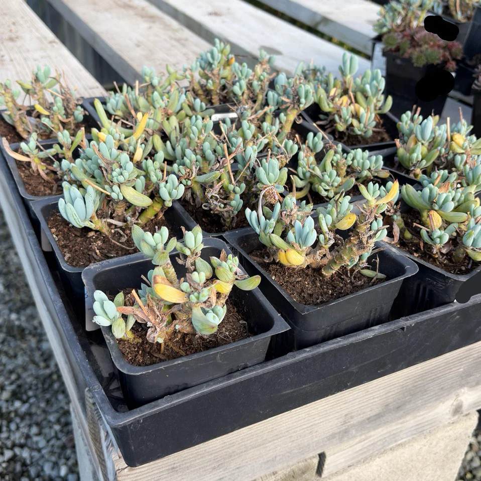 Dwarf Blue Chalksticks - Image 1