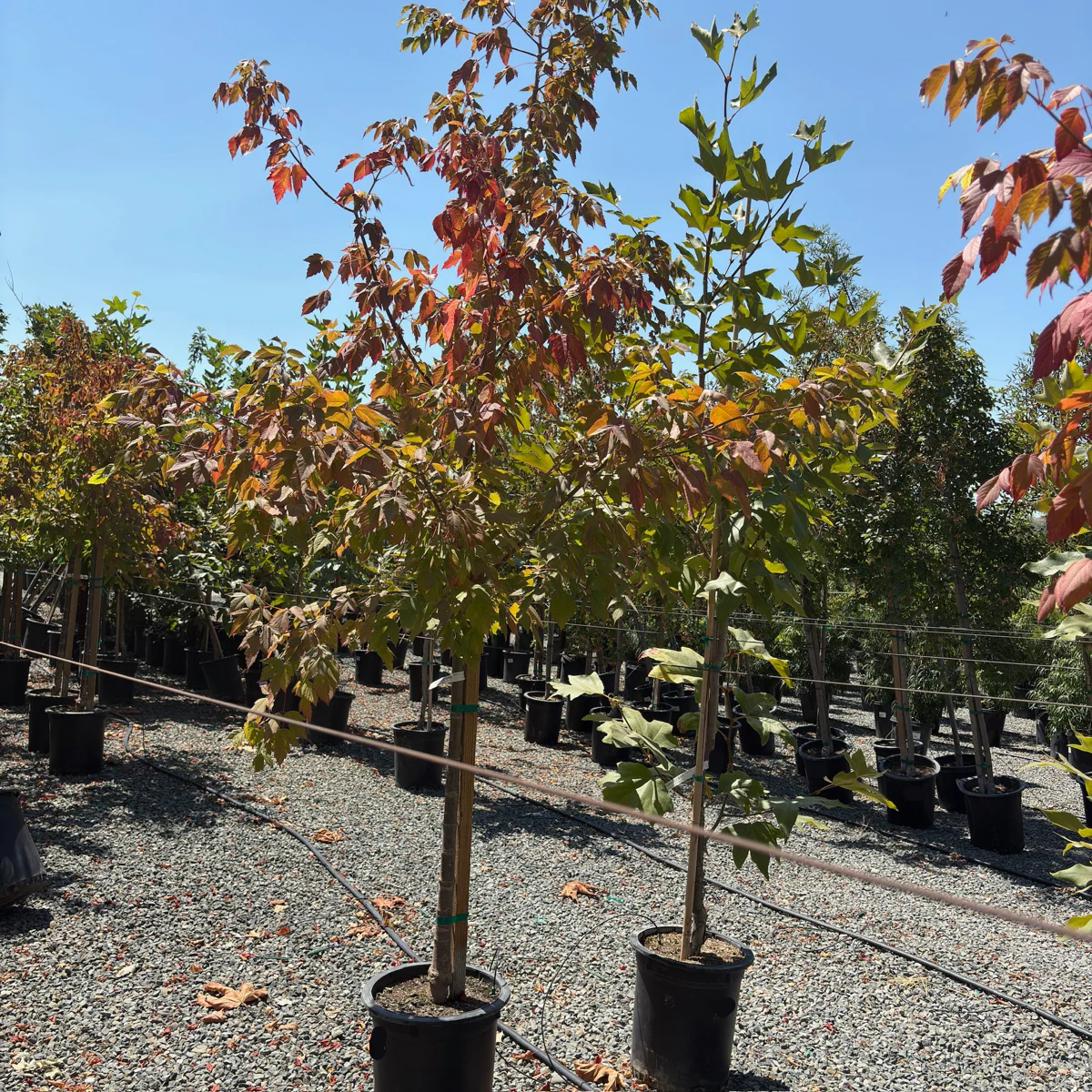 Sensation Boxelder - Image 3
