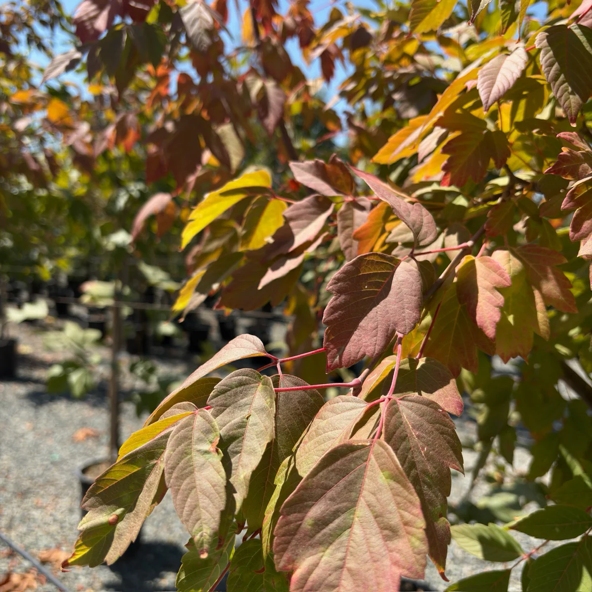 Sensation Boxelder - Image 2