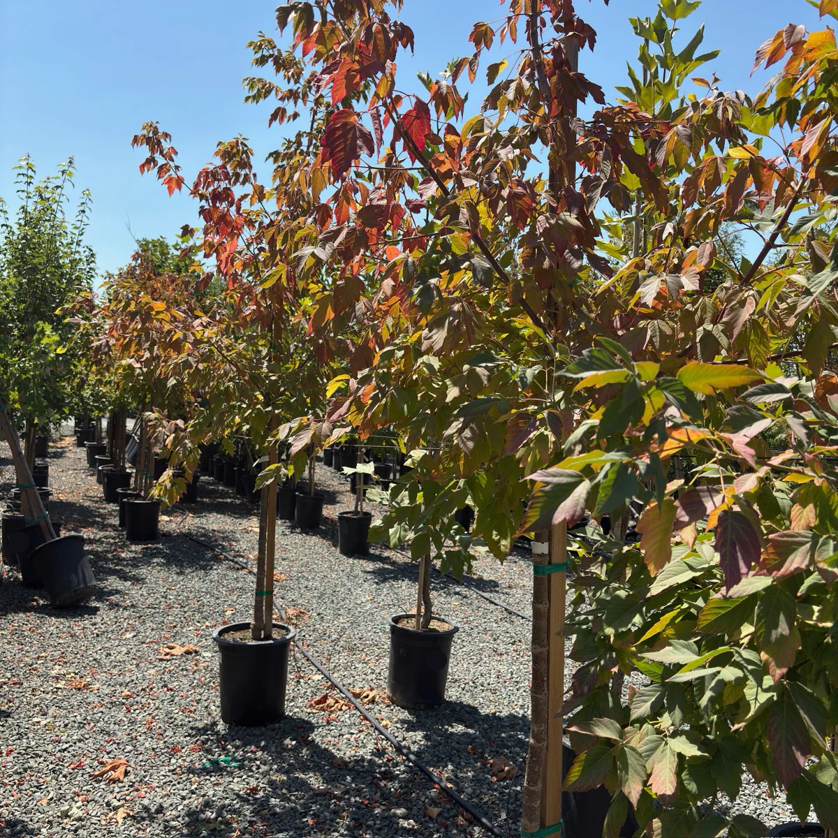 Sensation Boxelder - Image 1
