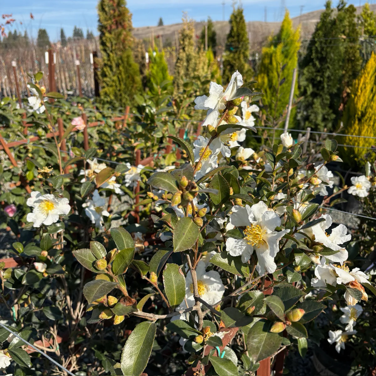 Setsugekka Camellia - Image 1