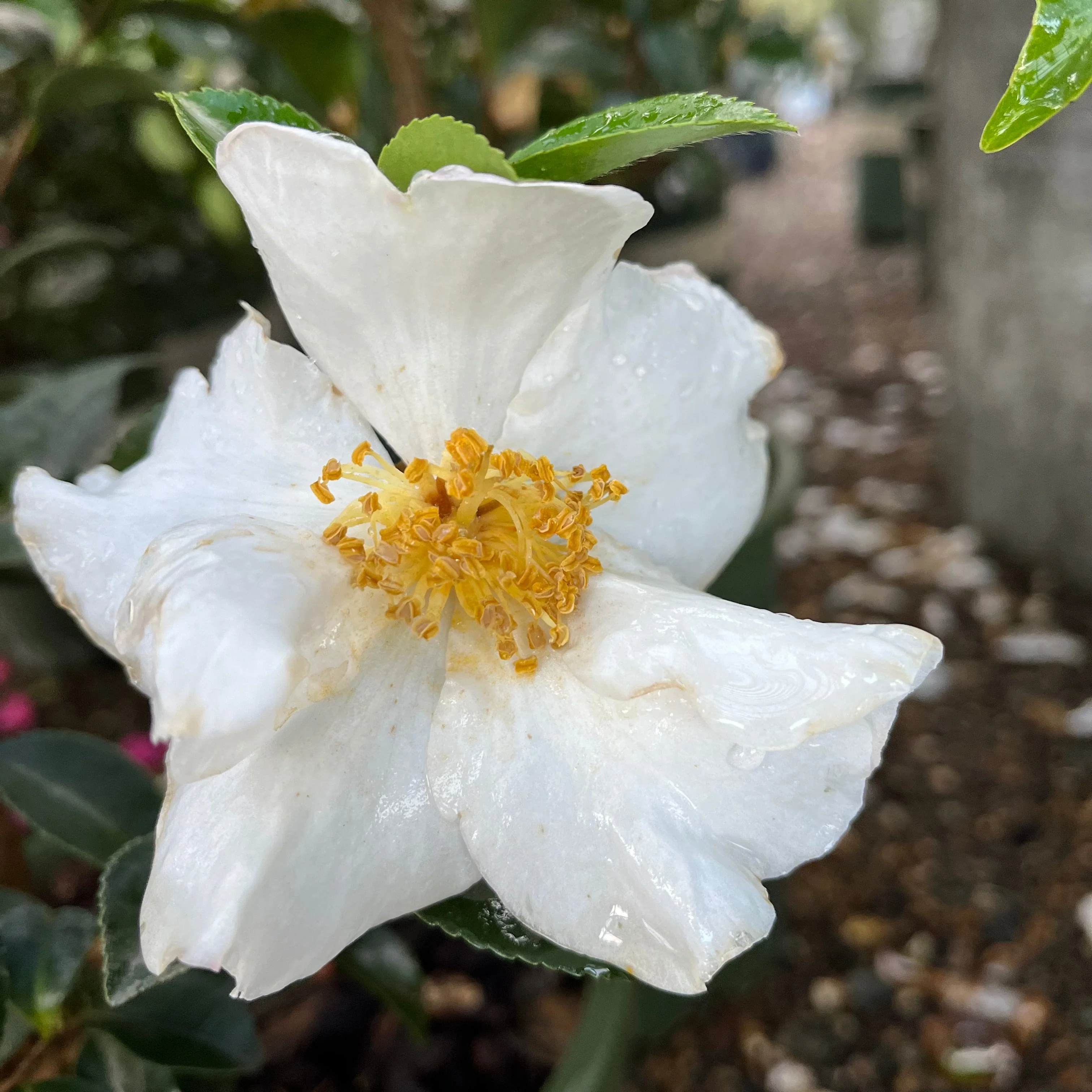 Setsugekka Camellia - Image 2