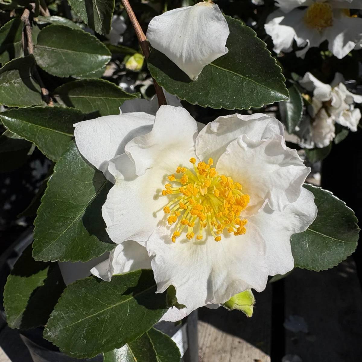 Setsugekka Camellia - Image 3