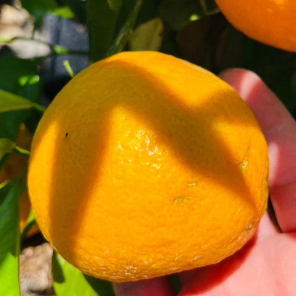 Seville Sour Orange