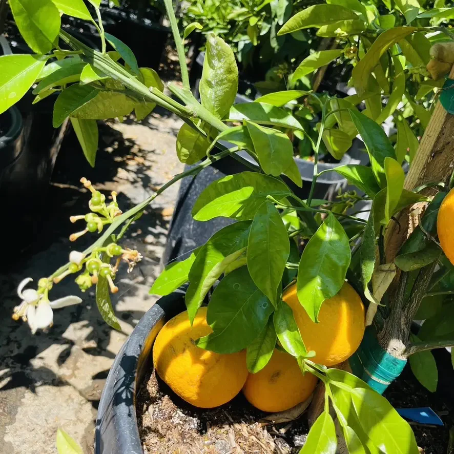 Seville Sour Orange - Image 3