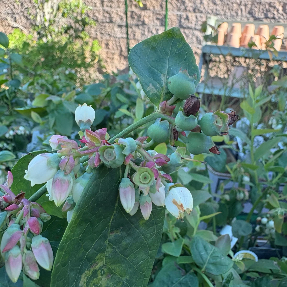 Sharpblue Blueberry - Image 1