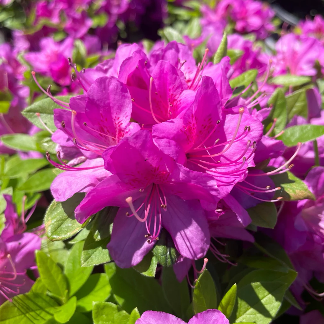Sherwood Orchid Azalea - Image 2