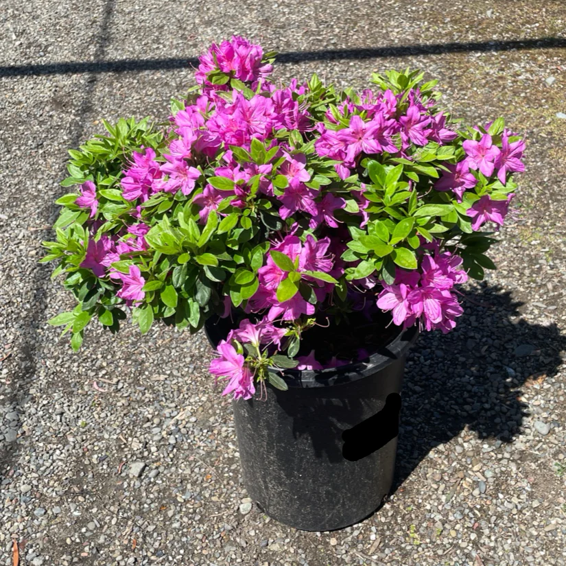 Sherwood Orchid Azalea - Image 3