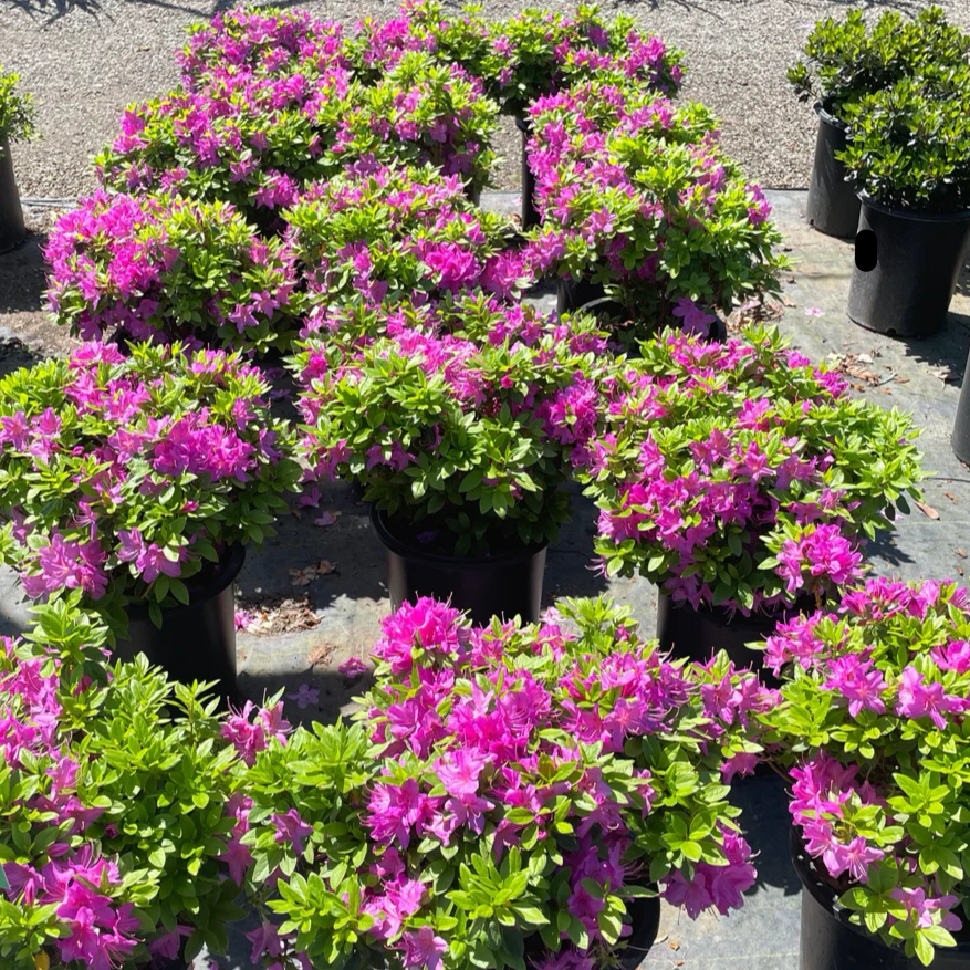 Sherwood Orchid Azalea - Image 1